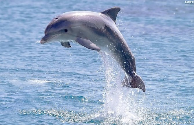 Mrtav delfin pronađen na Adi Bojani