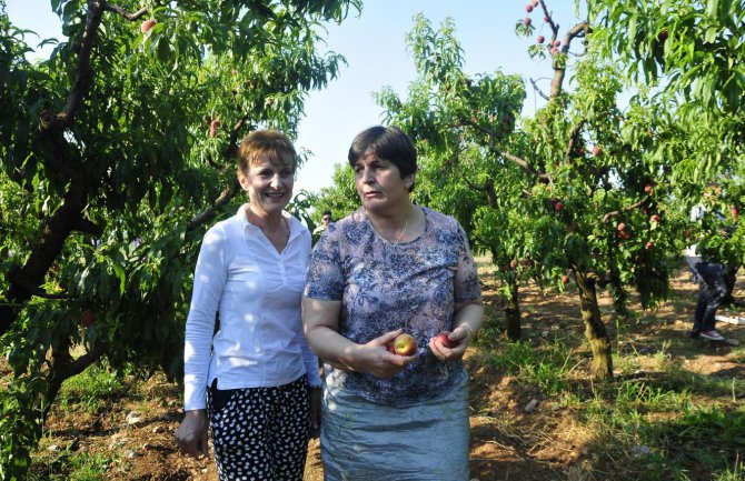 Ministarka brala breskve, za manje od sat deset gajbi! 