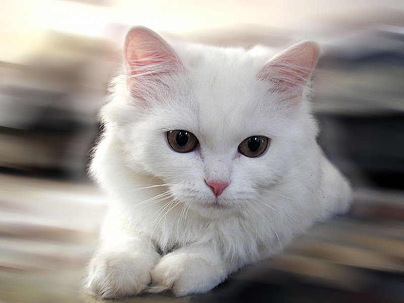 167761catswhitecat