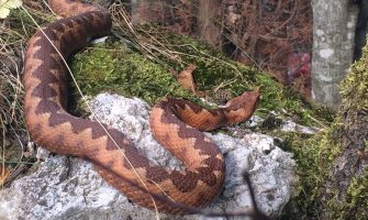 Pogledajte blizak susret Mojkovčanina i poskoka (FOTO/VIDEO)