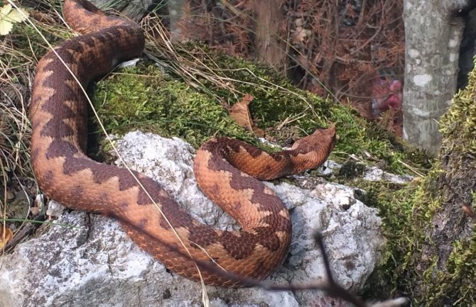 Pogledajte blizak susret Mojkovčanina i poskoka (FOTO/VIDEO)