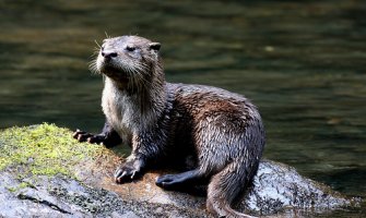 Na ušću rijeke Željeznice snimljena ugrožena vrsta-evroazijska vidra(VIDEO)