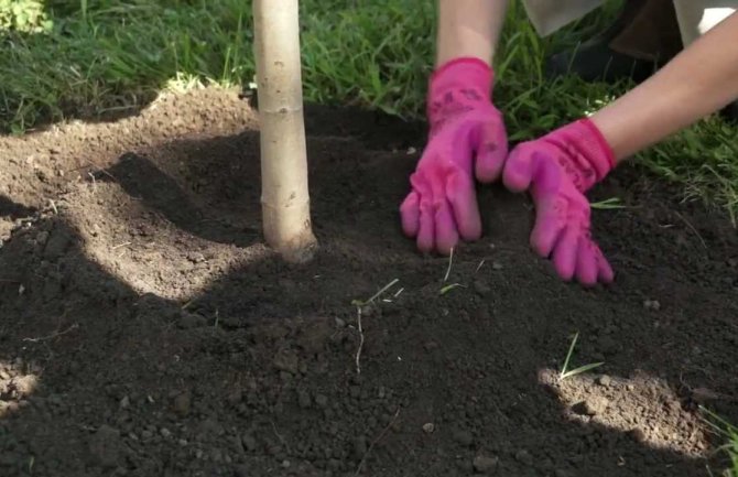 Posadi i ti: Akcije sadnje u park šumi na Zlatici i na Ćemovskom polju