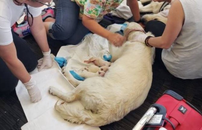 Ženka labradora se oštenila na aerodromu (FOTO)