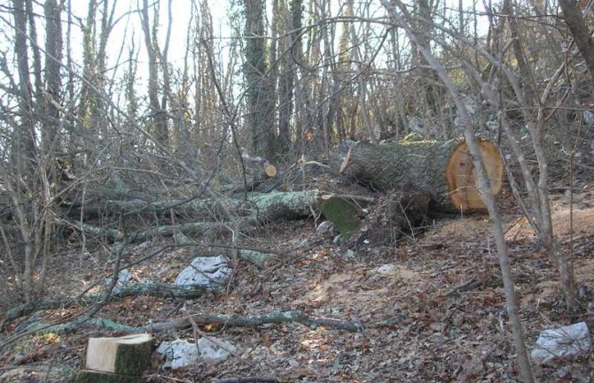 Poginuo Bjelopoljac: Obrušilo se stablo na njega