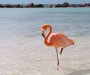 Zašto flamingosi stalno stoje na jednoj nozi?