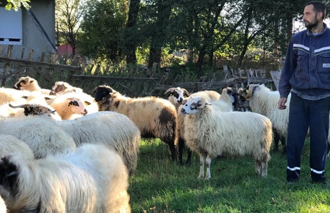 Čopor pasa napao stado ovaca: Jednu usmrtili, više nestalo i povrijeđeno(FOTO)