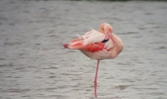 Novi flamingosi stigli na Ulcinjsku solanu(FOTO)