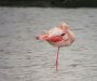 Novi flamingosi stigli na Ulcinjsku solanu(FOTO)