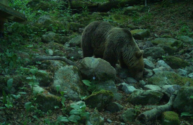 Mrki medvjed se odomaćio na Biogradskoj gori, pogledajte snimak (VIDEO)