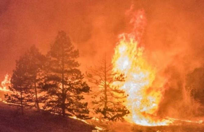 Bijelo Polje: Gori veći kompleks šume u Baricama, vatra prijeti kućama