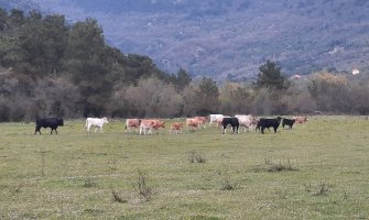 Opština Tivat odlučna da stane na kraj problemu nelegalnih goveda