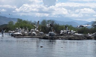 Kolonija pelikana uvećana za 150 mladih u NP Skadarsko jezero