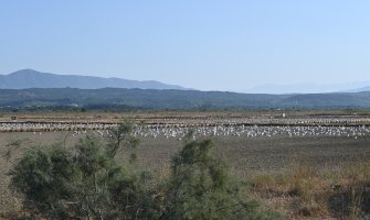 Uhvaćeni krivolovci u Parku Prirode Ulcinjska solana