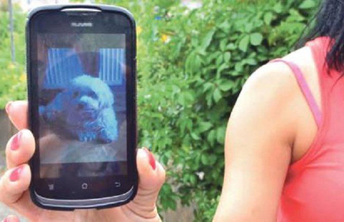 Razjareni staford izujedao Novosađanku, pa joj zadavio maltezera