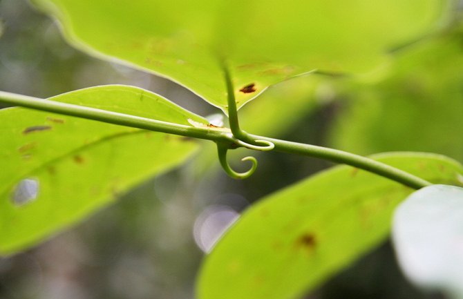 6 prirodnih zamjena za aspirin i ibuprofen