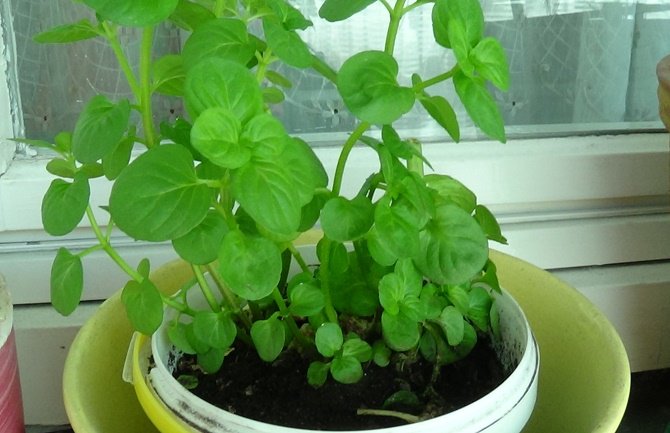 Božanski lijek za sve bolesti!