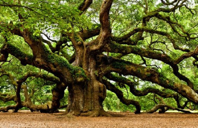 Pronađite koje ste drvo