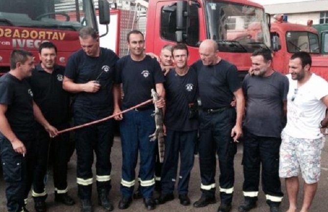 Uhvaćen aligator u Bečićima dugačak oko 80 centimetara