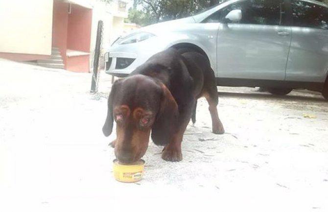 Stravično: U Budvi nađen pas bez očiju