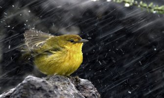 Kiša, do 23 stepena