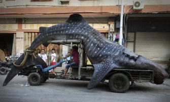 Kineski ribari ulovili  džinovsku ajkulu