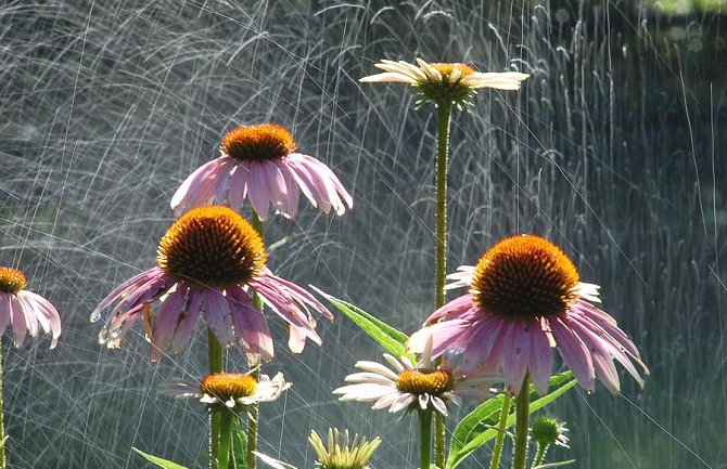 Promjenljivo oblačno, kiša krajem dana i tokom noći