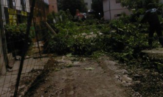 NVO Breznica: Još jedne besomučne sječe drvoreda u centru Pljevalja 