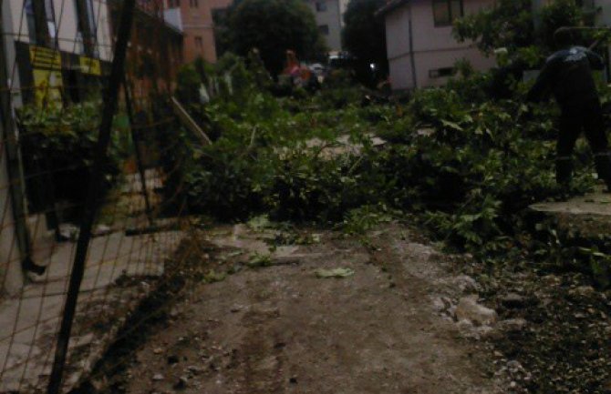 NVO Breznica: Još jedne besomučne sječe drvoreda u centru Pljevalja 