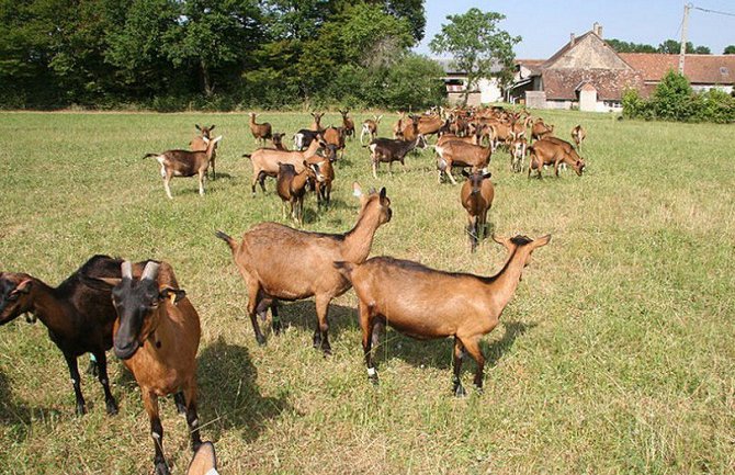 Rusi u Grahovu otvorili farmu koza