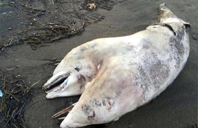 Dvoglavi delfin pronađen na plaži u Turskoj