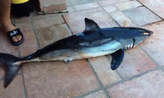 Ulovljen rijedak primjerak male ajkule