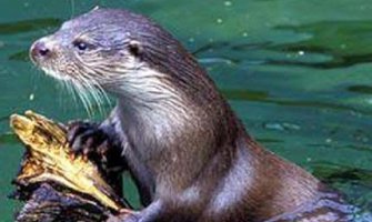 Skadarsko jezero: Vidra koja je bila dovedena do istrijebljenja ponovo na jezeru