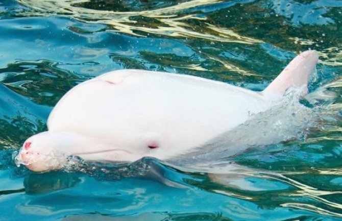 Albino delfin primjećen u Jadranu