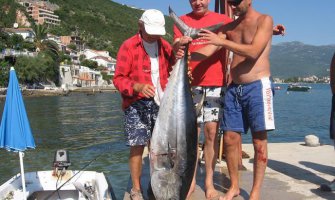 U Herceg Novom ulovili tunu tešku 50 kilograma (FOTO)