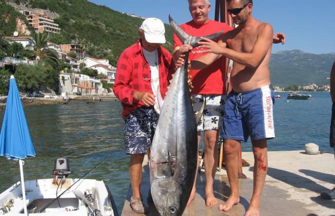 U Herceg Novom ulovili tunu tešku 50 kilograma (FOTO)