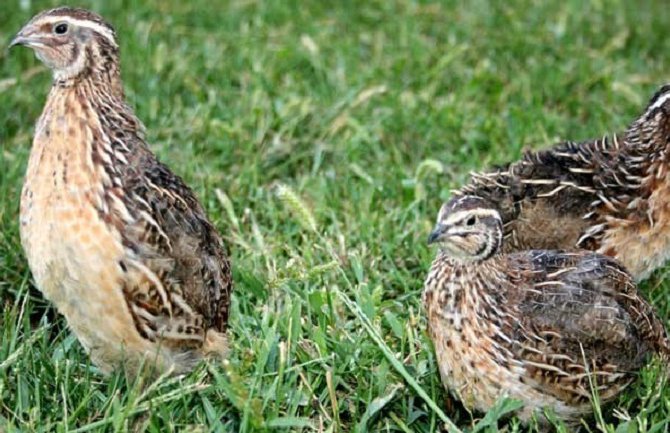 U krivolovu i predsjednici lovačkih društava