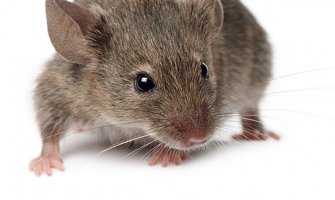 U Crnoj Gori je zabilježeno 27 slučajeva obolijevanja od “mišje groznice”