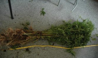 U Kolašinu zaplijenjeno 89 stabljika kanabisa