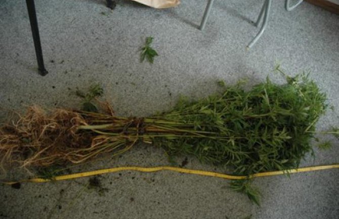 U Kolašinu zaplijenjeno 89 stabljika kanabisa