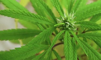 Poslanici za legalizaciju marihuane