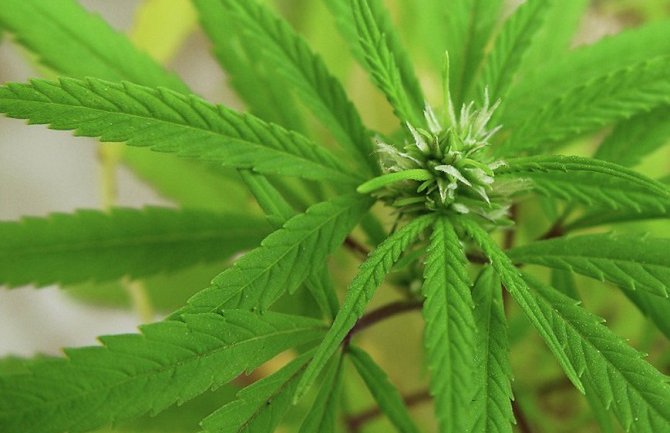 Poslanici za legalizaciju marihuane