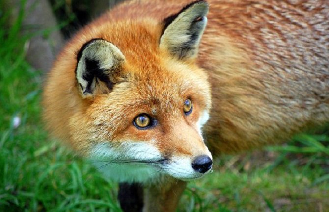 Prevencija bjesnila u Crnoj Gori je uspješna