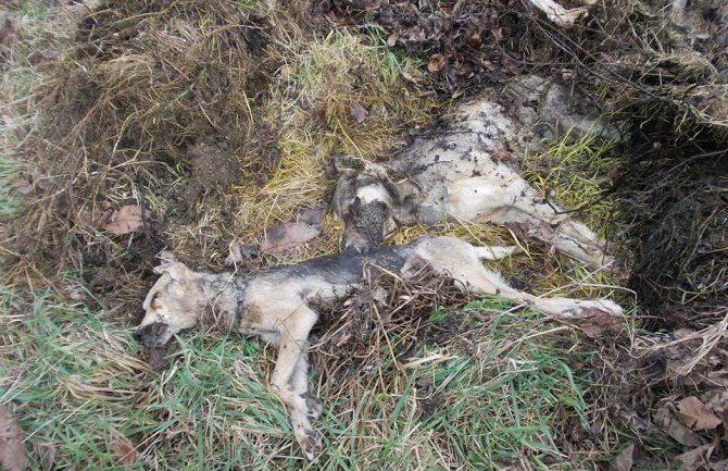 PG: Strah zbog masovnog trovanja pasa