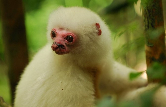 Madagaskar - predivna izgubljena oaza (FOTO)