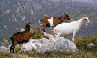 7.000 Bosanaca će gajiti koze