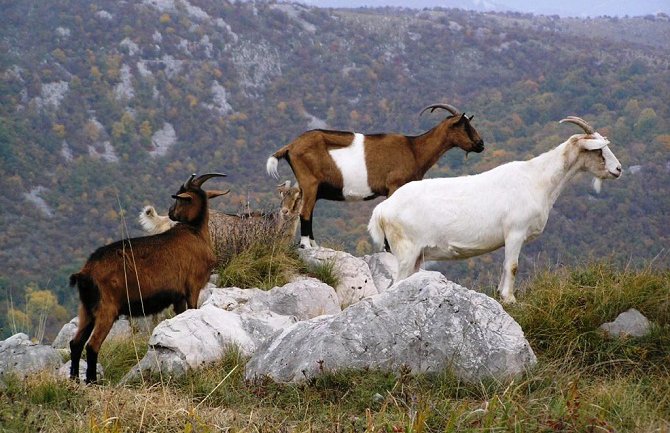 7.000 Bosanaca će gajiti koze