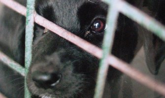 Riješiti probleme u vezi sa neodgovornim vlasništvom i bezdomnim životinjama