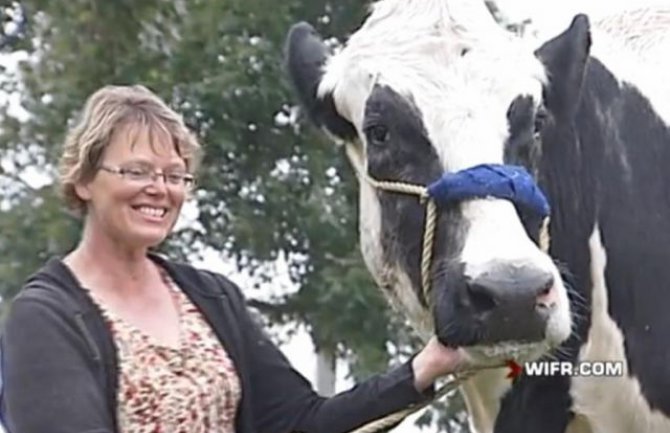 Najviša krava na svijetu upisana u Ginisovu knjigu rekorda