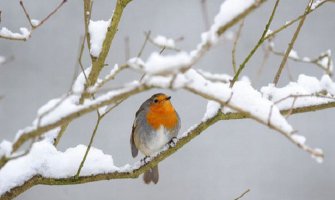 U Njemačkoj zabilježena najviša temperatura u januaru u posljednjih 100 godina